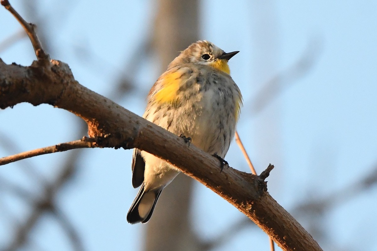 Yellow-rumped Warbler (Audubon's) - ML529573461