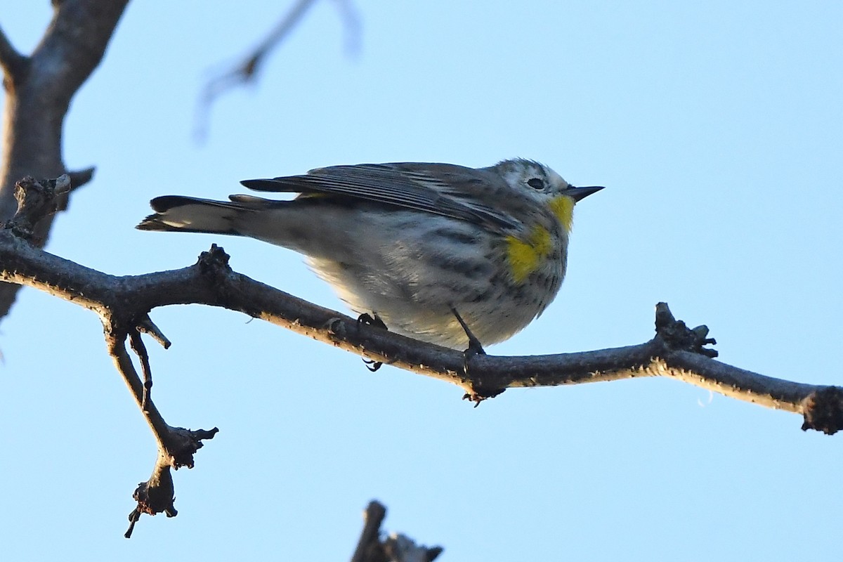 Yellow-rumped Warbler (Audubon's) - ML529573471
