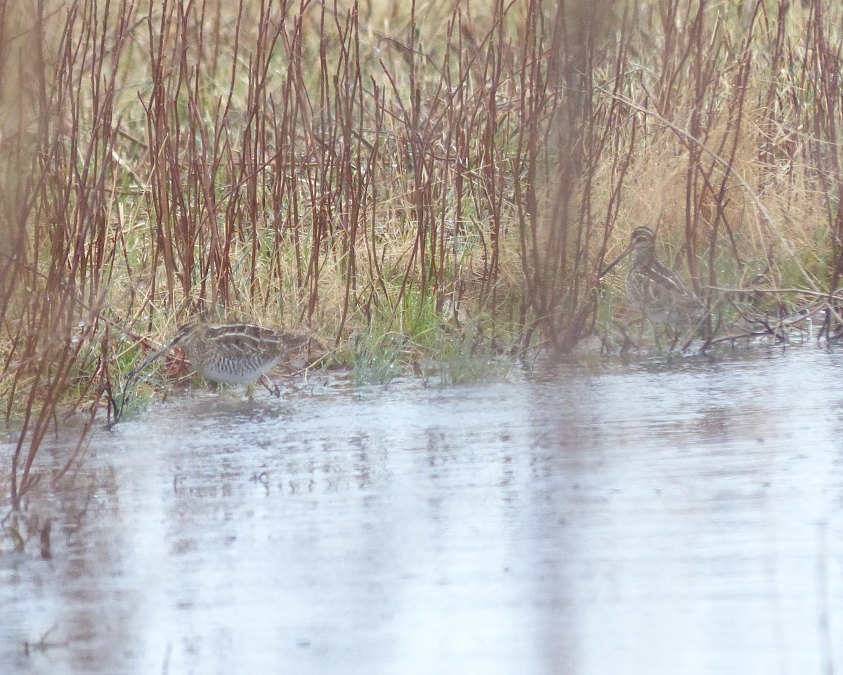 Wilson's Snipe - ML52957371