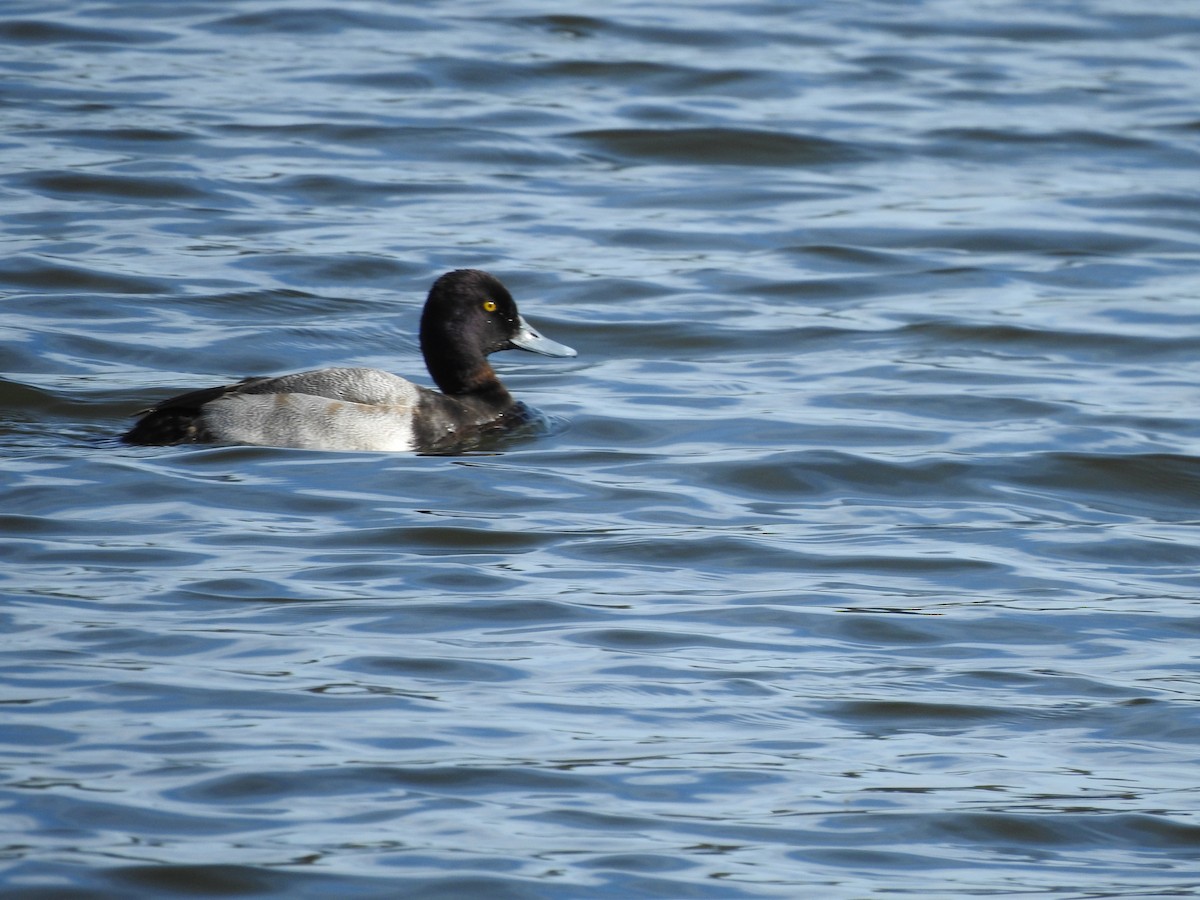 Lesser Scaup - ML529574671