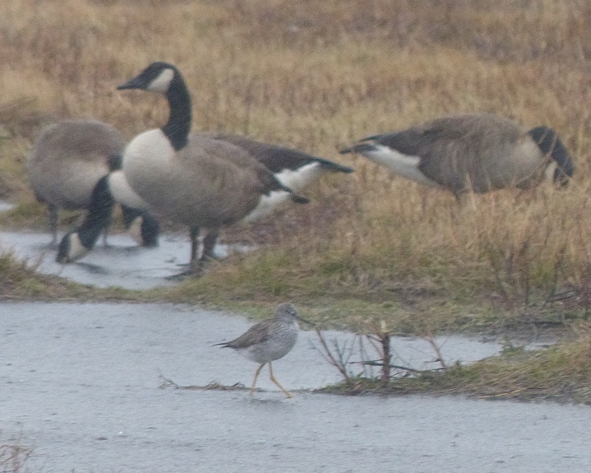 Greater Yellowlegs - ML52957471