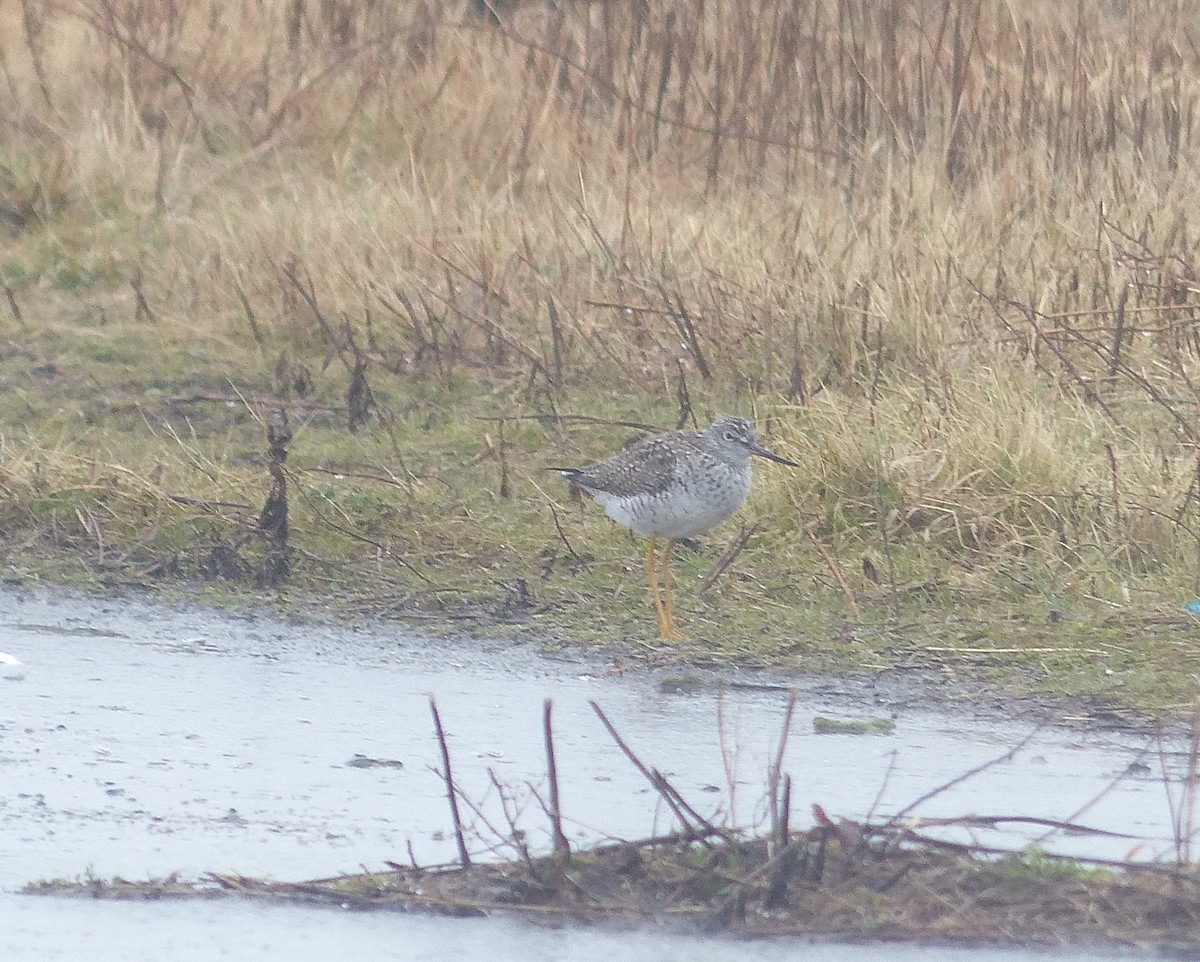Greater Yellowlegs - ML52957491