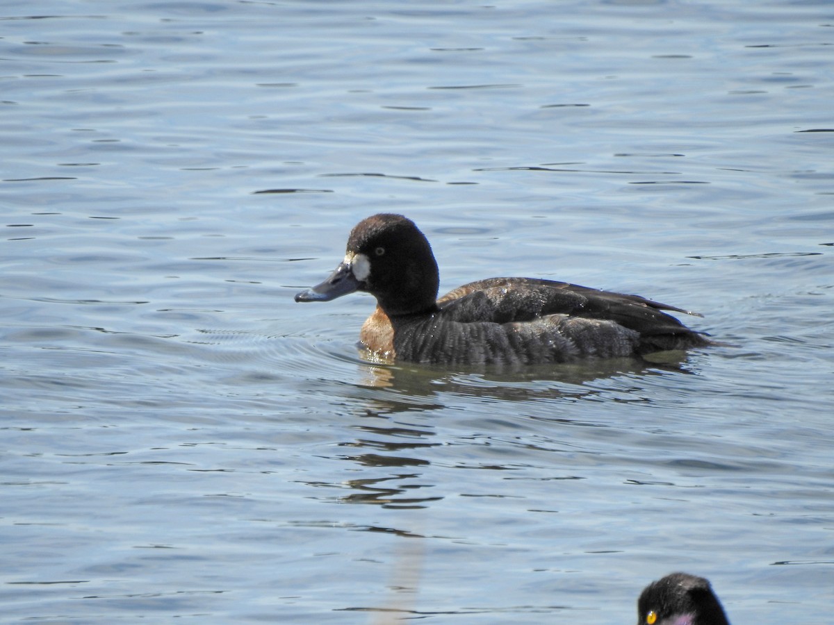 Lesser Scaup - ML529576491