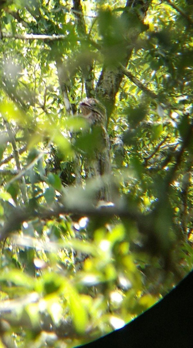 Common Potoo - ML529576541