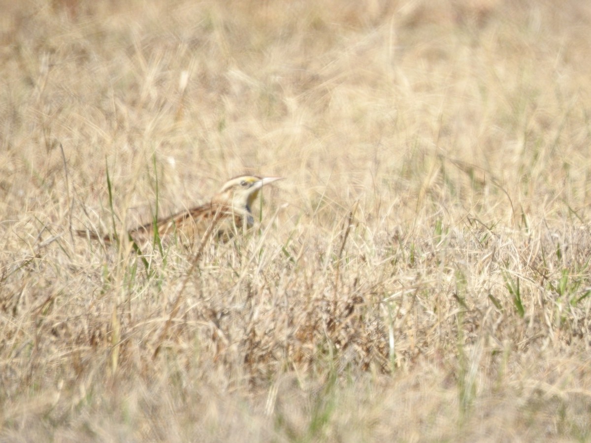 Eastern Meadowlark - ML529577571