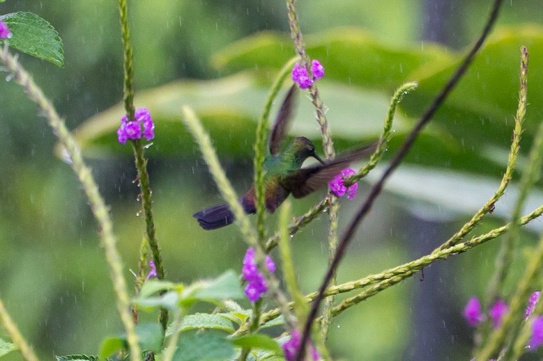 kolibřík křivozobý - ML529577711