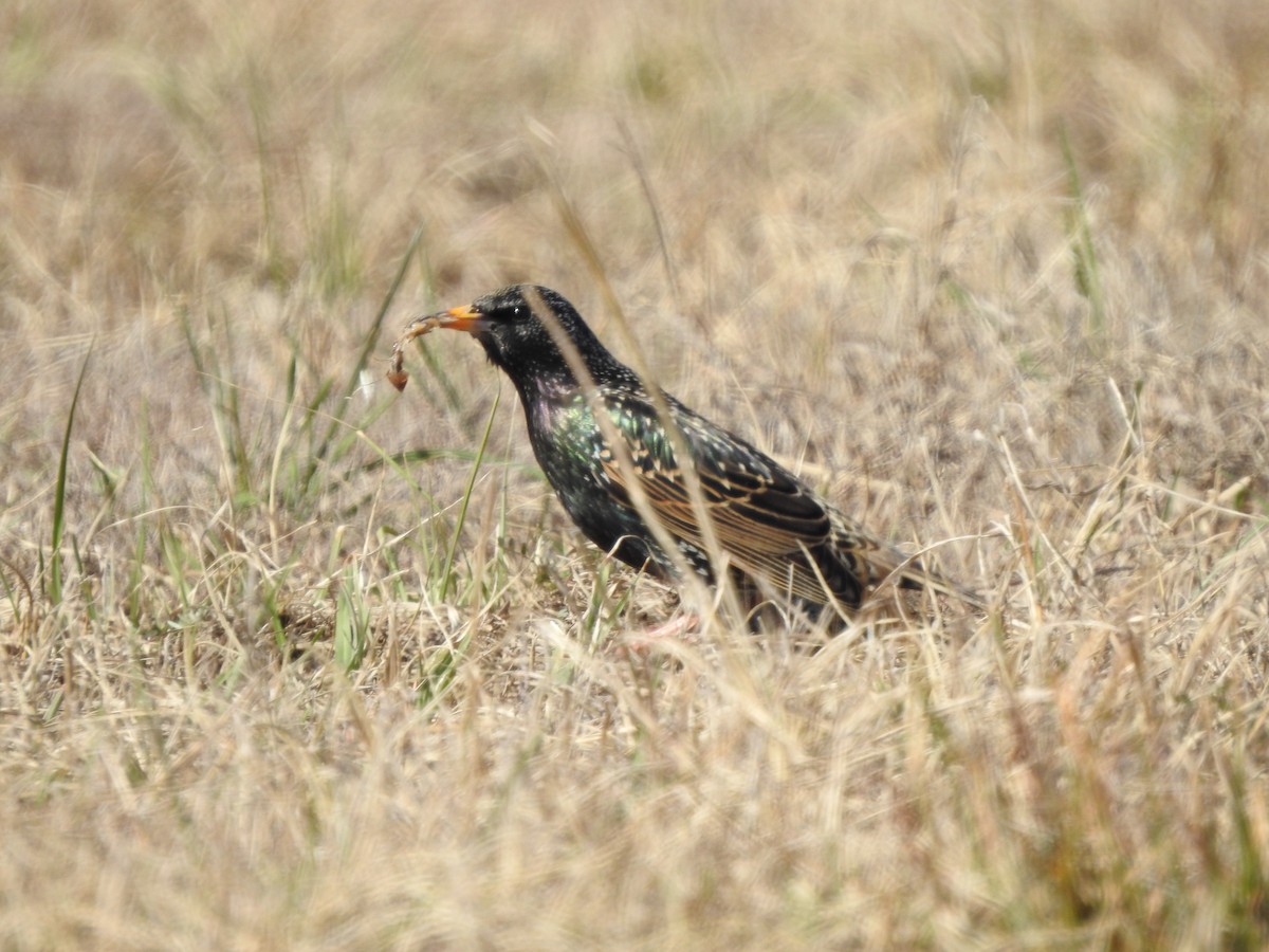 European Starling - ML529577741