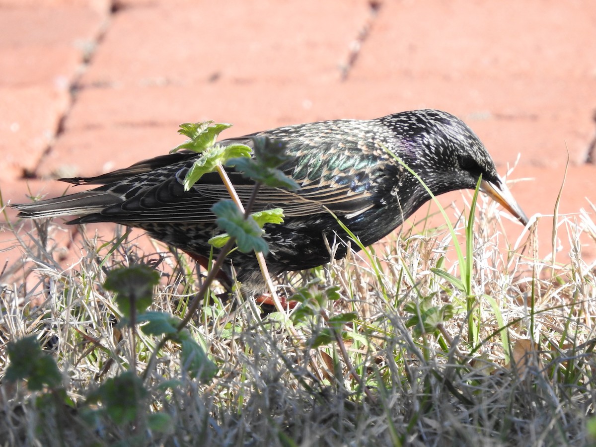 European Starling - ML529577751