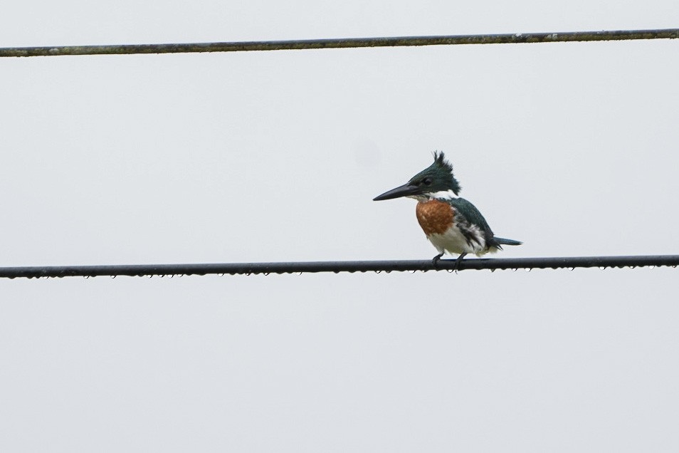 Amazon Kingfisher - ML529578011