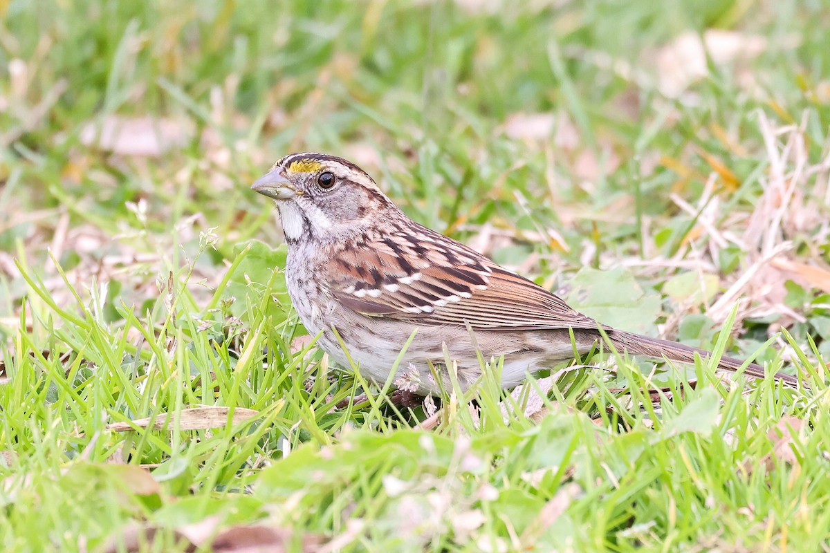 White-throated Sparrow - Garrett Lau