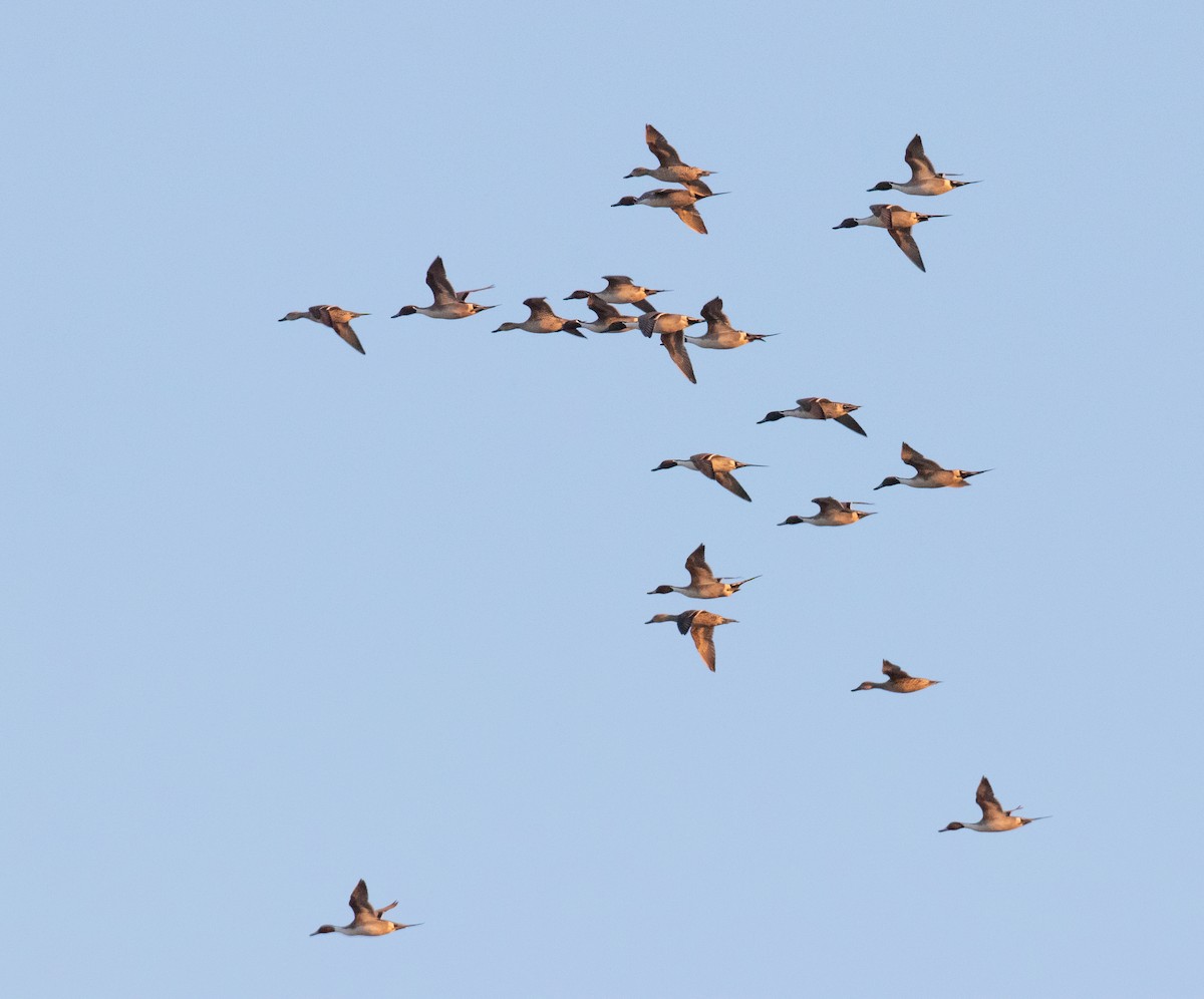 Northern Pintail - ML529578321