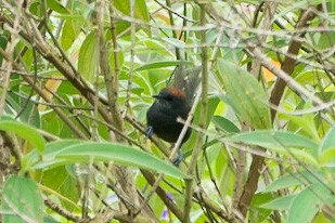 Slaty Spinetail - ML529578371