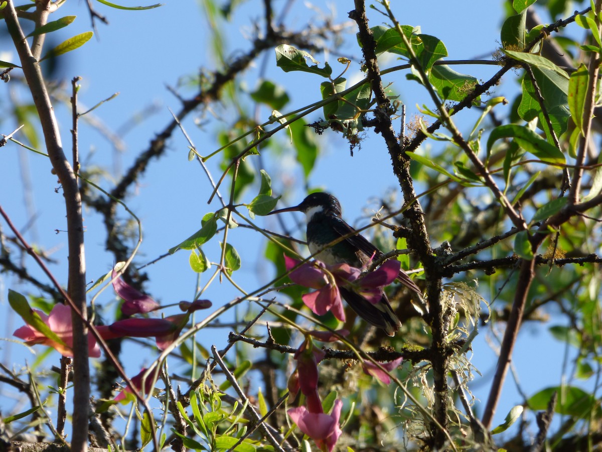 White-throated Hummingbird - ML529579661