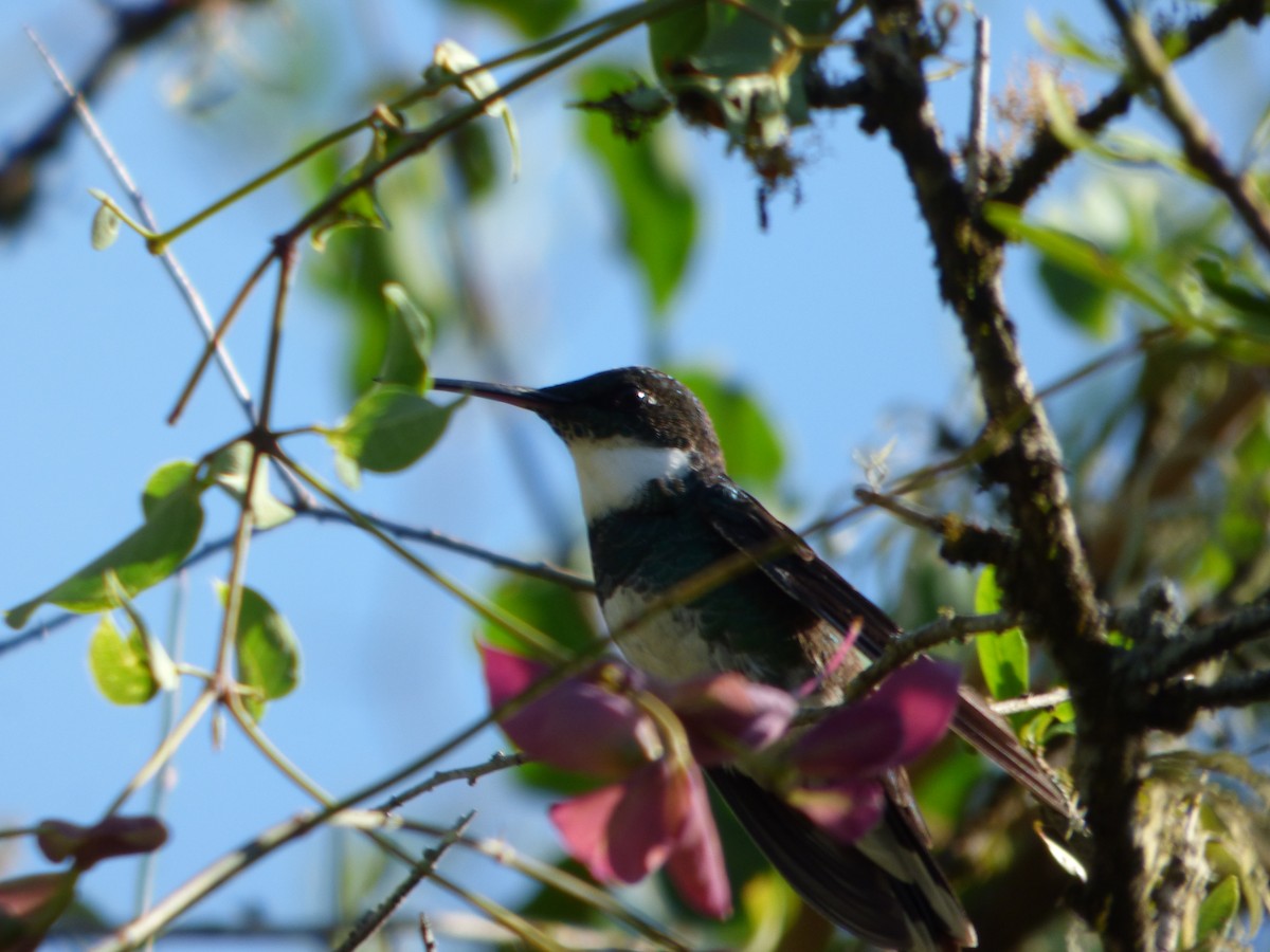White-throated Hummingbird - ML529579691