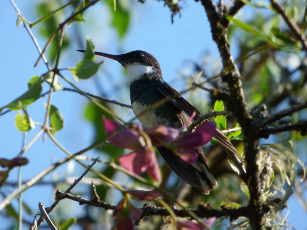 White-throated Hummingbird - ML529579701