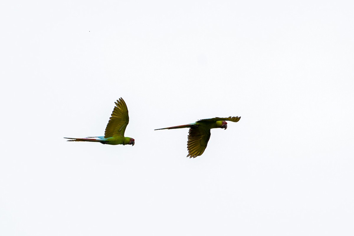 Great Green Macaw - Jayton Carroll
