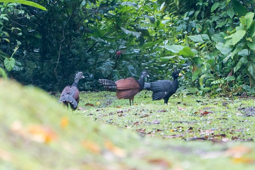Great Curassow - ML529580701