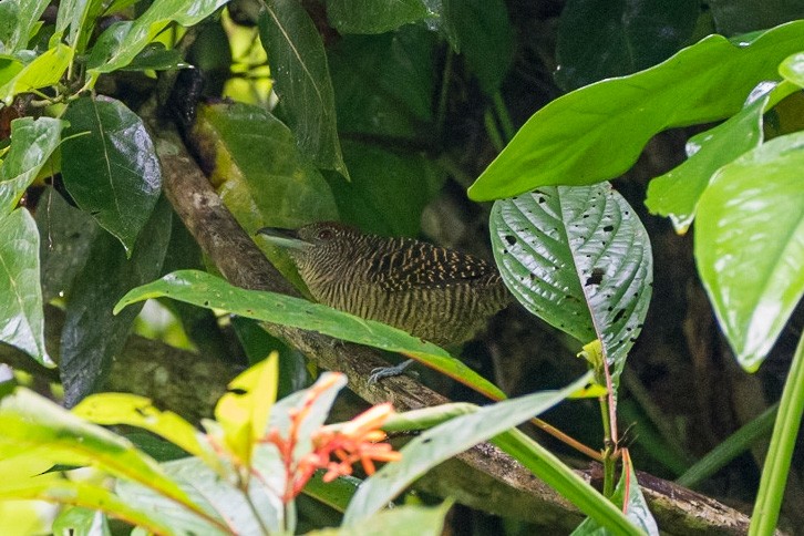 Fasciated Antshrike - ML529581051