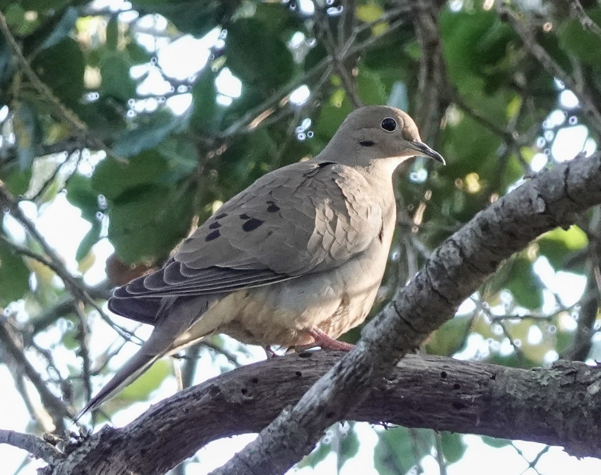 Mourning Dove - ML529581191