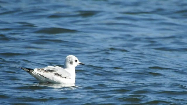 Bonaparte's Gull - ML529581321