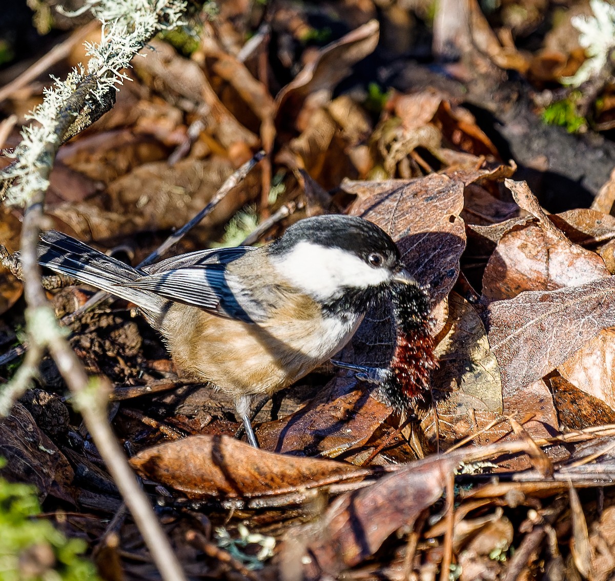 Black-capped Chickadee - Anthony Grover