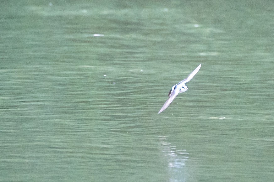 Mangrove Swallow - ML529581691