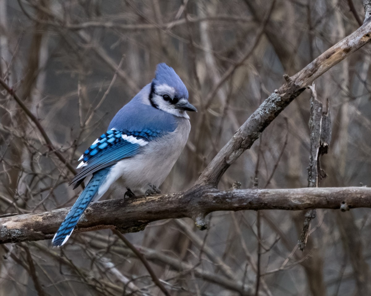 Blue Jay - ML529581721