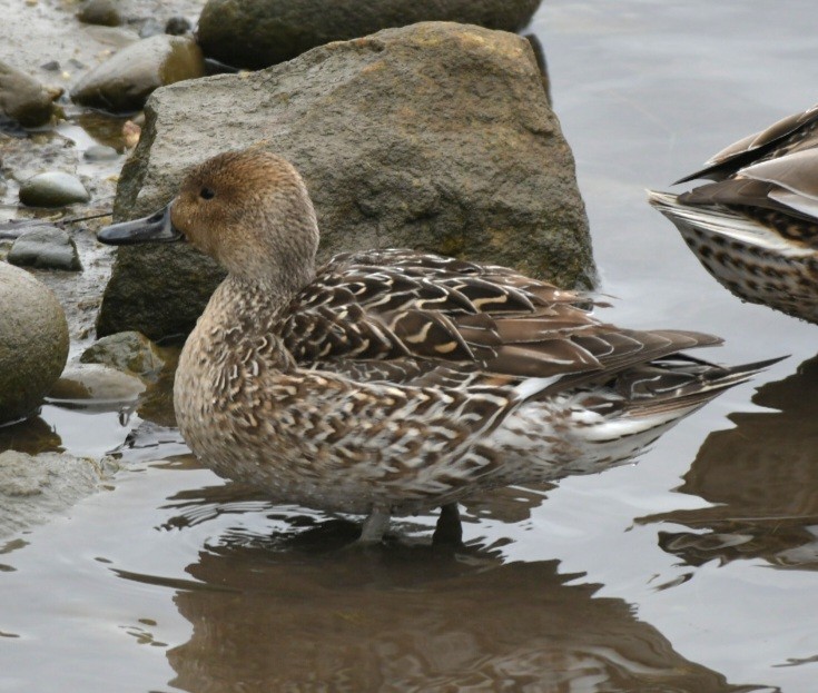 Northern Pintail - ML529581941