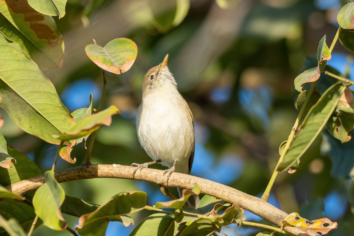 Eastern Olivaceous Warbler - Yeray Seminario