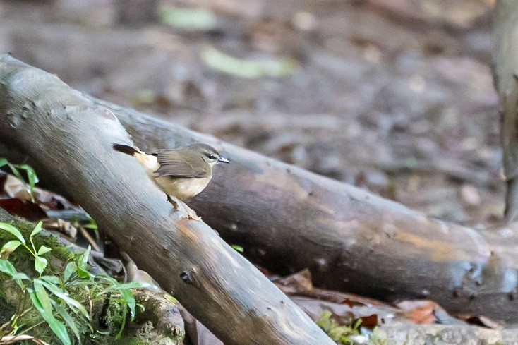 Buff-rumped Warbler - ML529582181