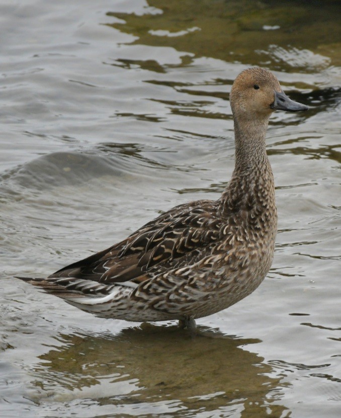 Northern Pintail - ML529582751