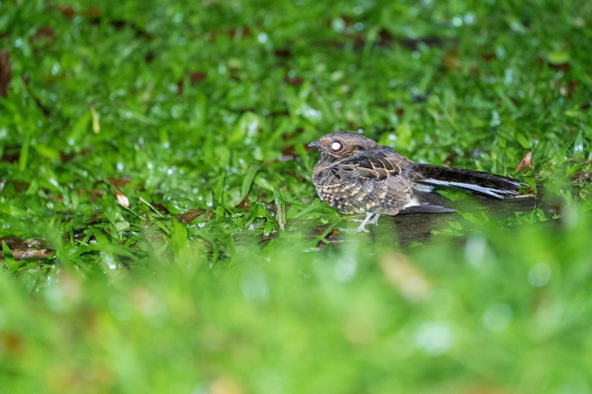 Common Pauraque - ML529582901