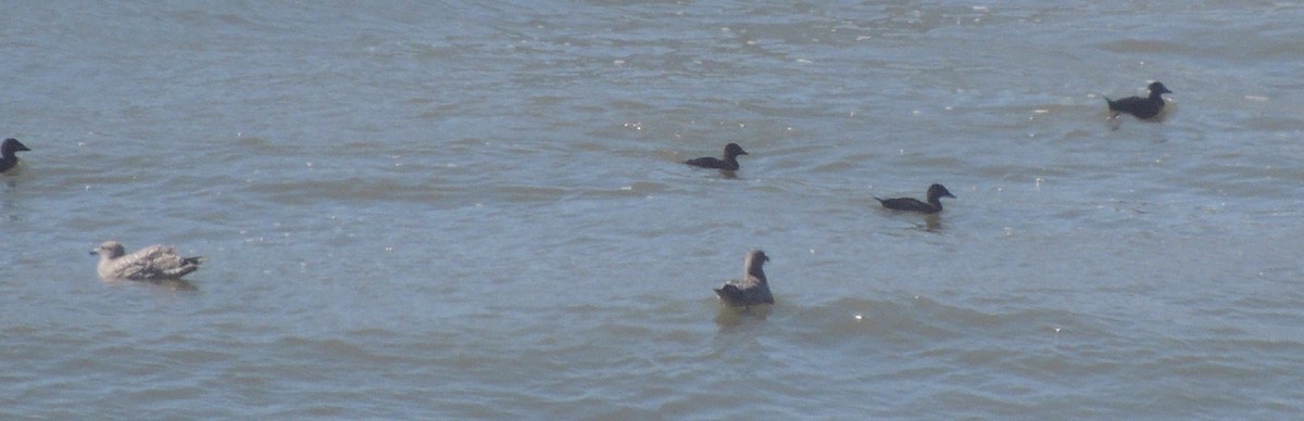 Surf Scoter - ML529583211