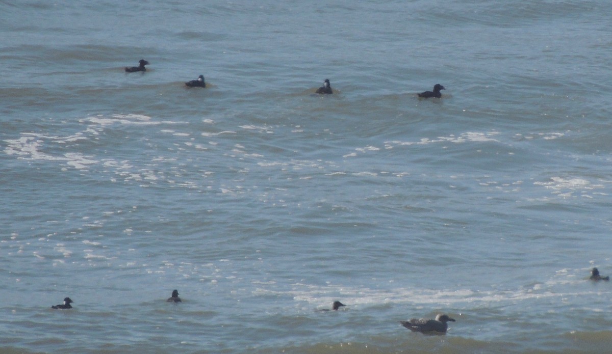 Surf Scoter - ML529583221