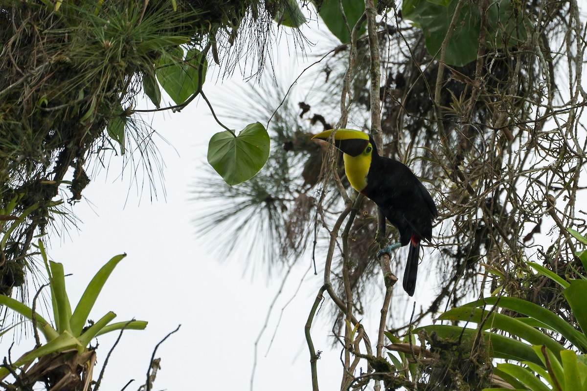 Yellow-throated Toucan - ML529583261