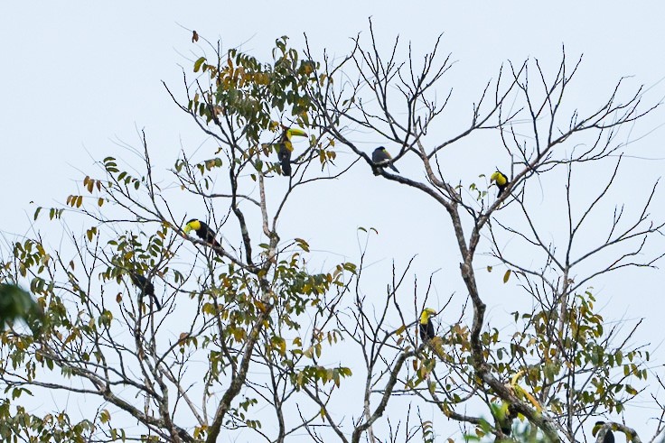 Keel-billed Toucan - ML529583491