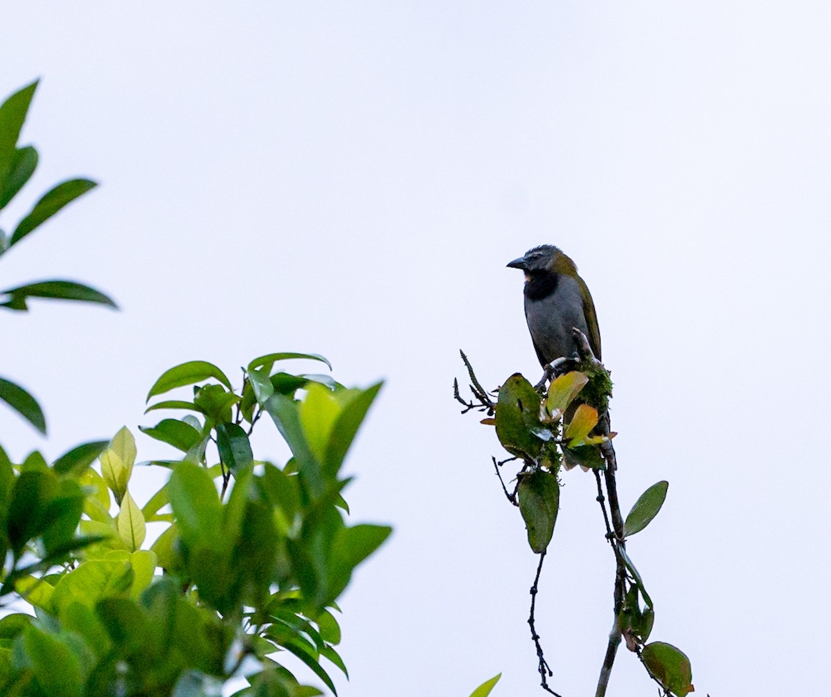 Buff-throated Saltator - ML529584591