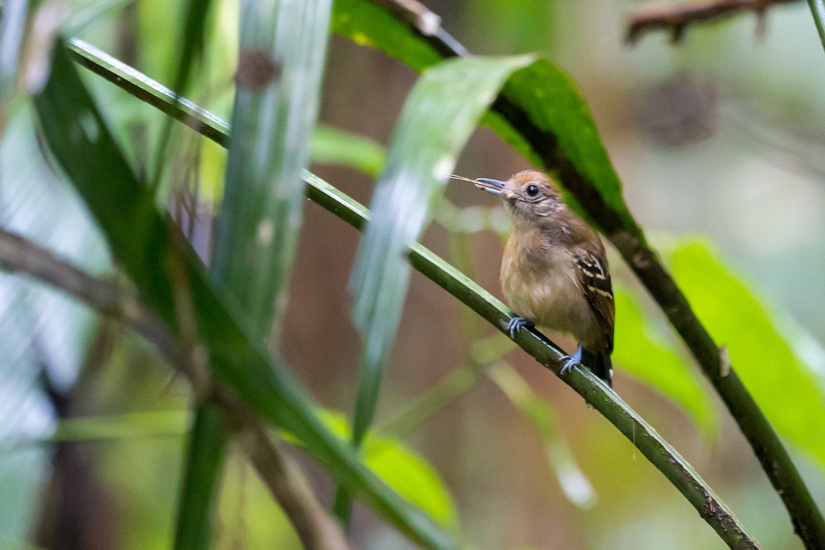 Black-crowned Antshrike - ML529585721