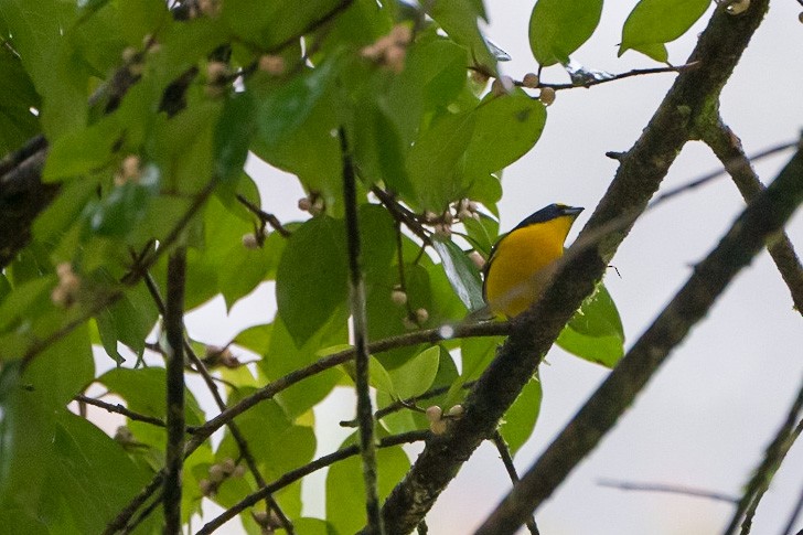 Yellow-throated Euphonia - ML529586751