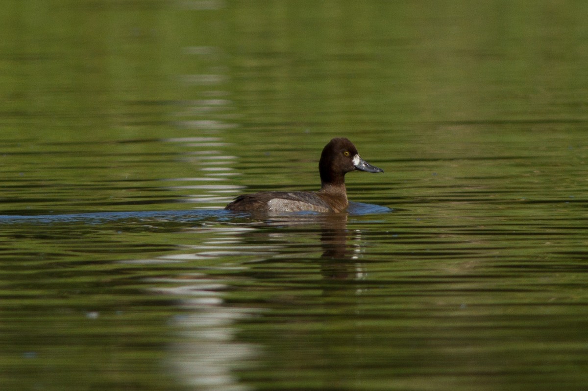 Lesser Scaup - ML52958721