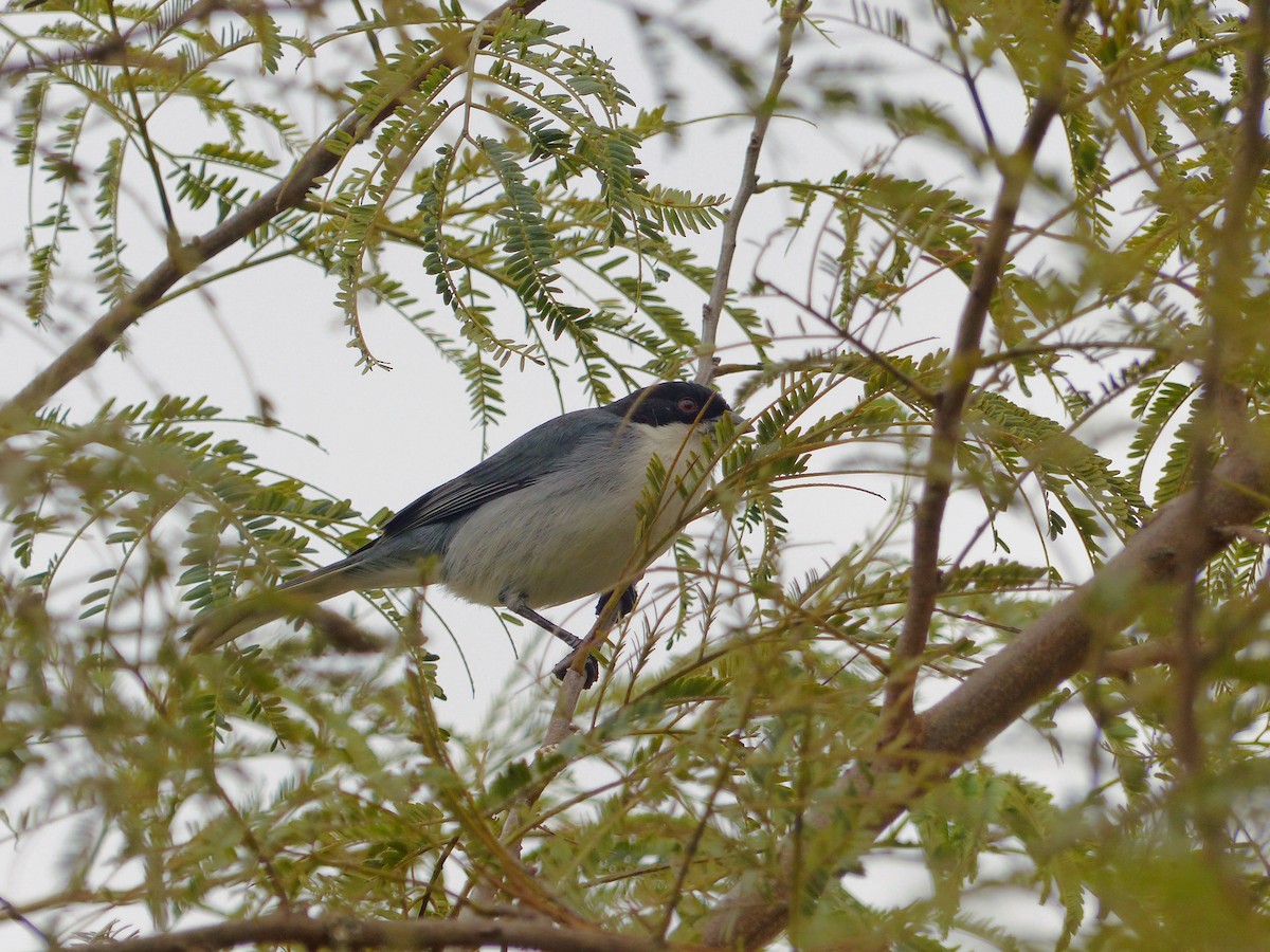 Black-capped Warbling Finch - ML529587871