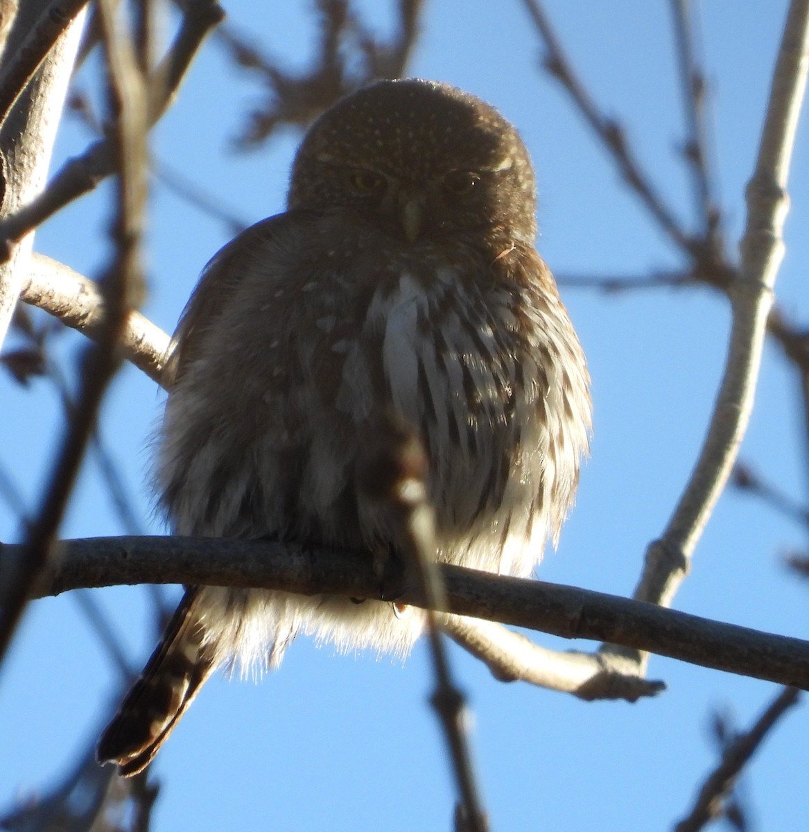 Northern Pygmy-Owl - ML529590291