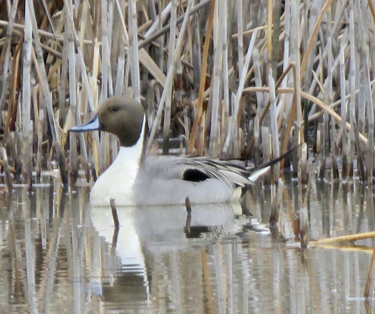 Northern Pintail - George Poscover