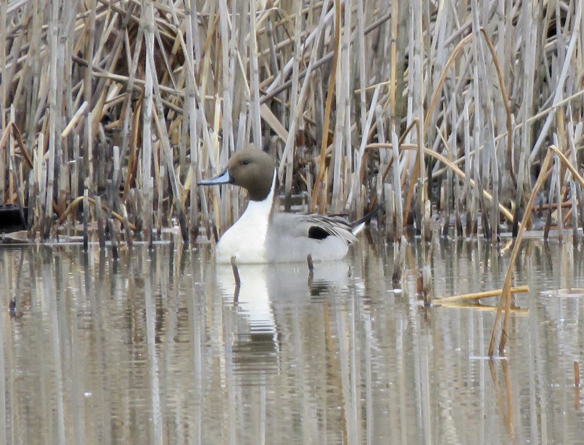 Northern Pintail - George Poscover