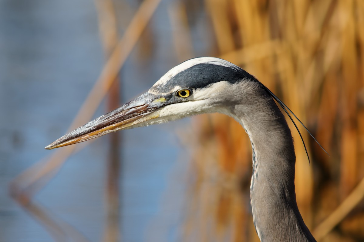 Great Blue Heron - ML529591151