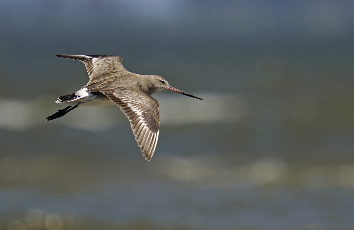 Hudsonian Godwit - Adrian Antunez