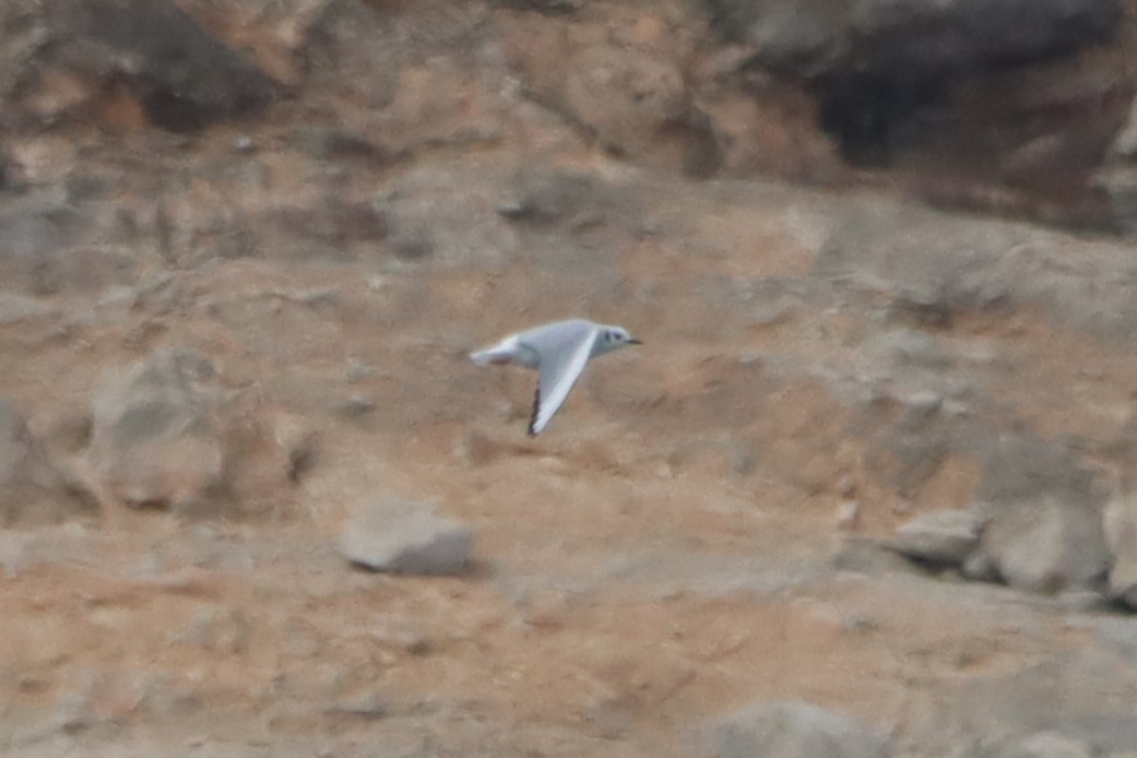 Bonaparte's Gull - Vincent O'Brien