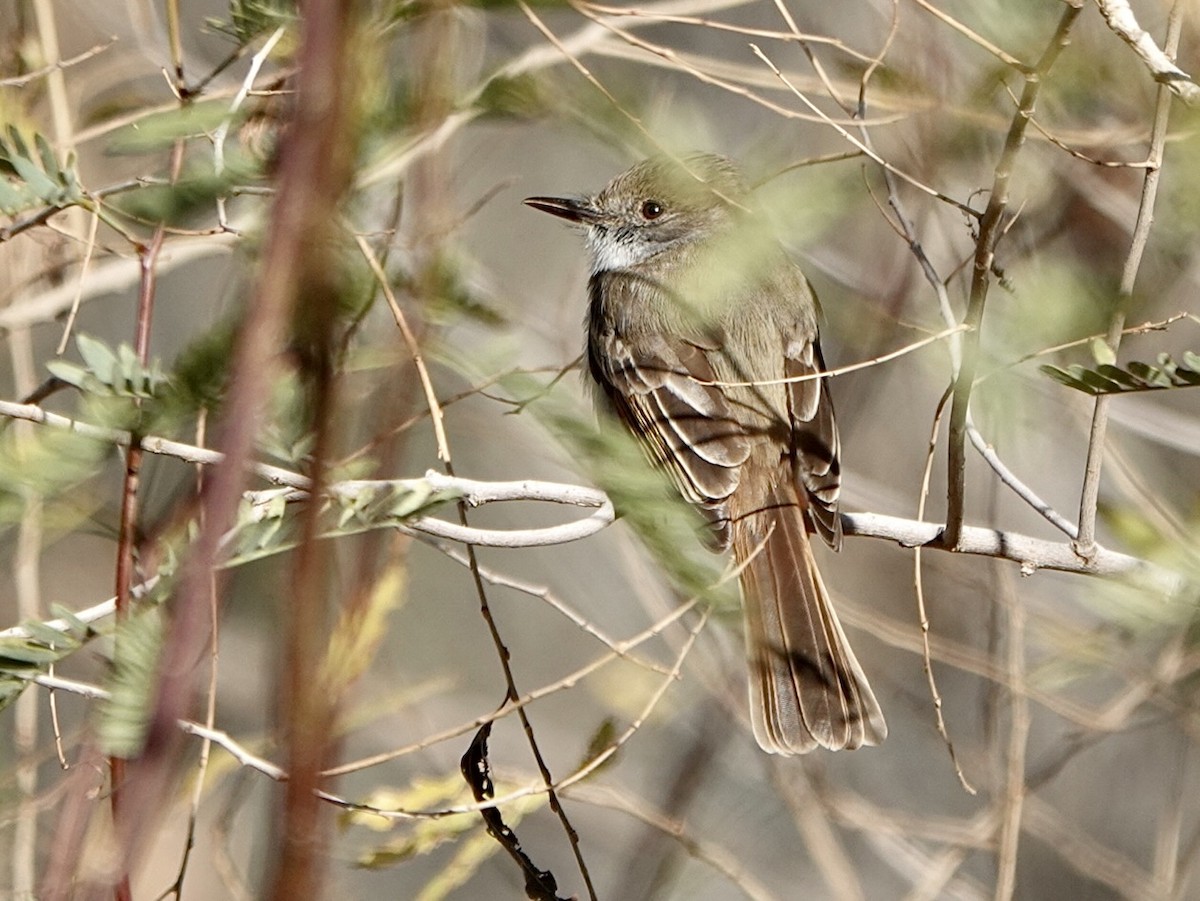 Dusky-capped Flycatcher - ML529593771