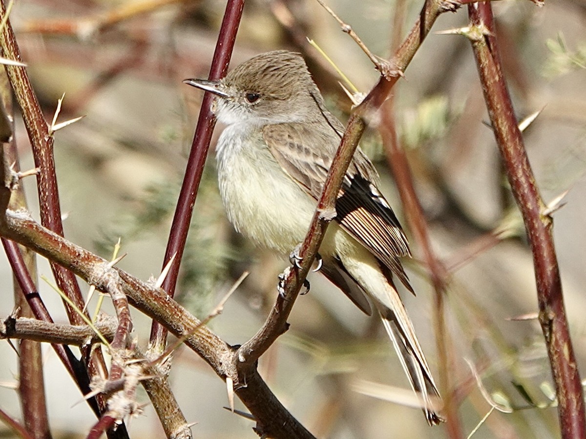 Dusky-capped Flycatcher - ML529593781