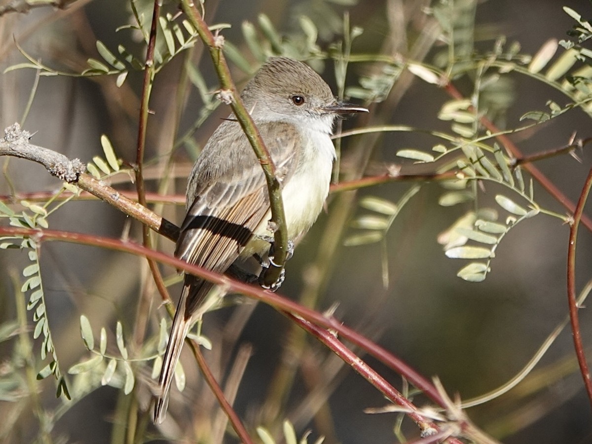 Dusky-capped Flycatcher - ML529593791